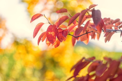 �1759846 �������(a): ����������:6144x4098